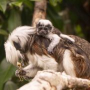 Cotton top tamarins