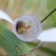 Baby fen raft spiders in test tubes