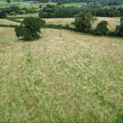 New CZ woodland after planting