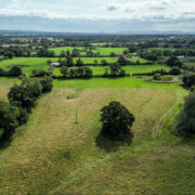 New CZ woodland after planting