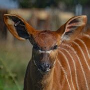 Rare mountain bongo at the zoo