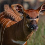 Rare mountain bongo at the zoo