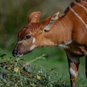 Rare mountain bongo at the zoo