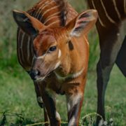 Rare mountain bongo at the zoo