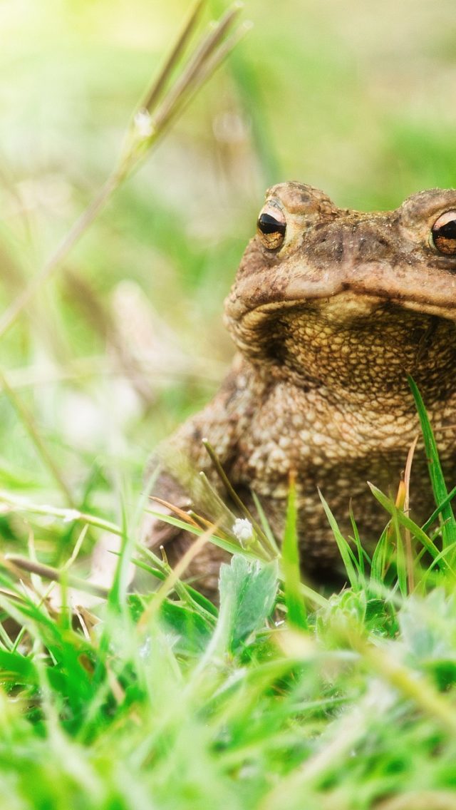 What do amphibians and reptiles do in winter? - What you can do