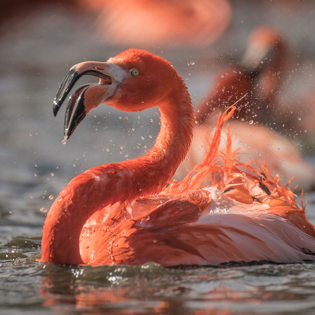 Flamingo Admin Account Name