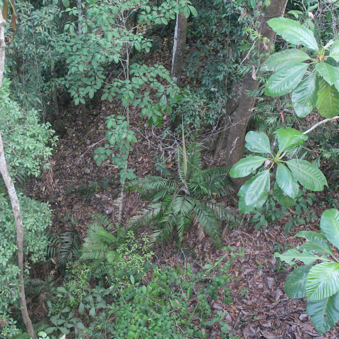 what-does-chester-zoo-do-in-the-rainforests-of-africa-schools