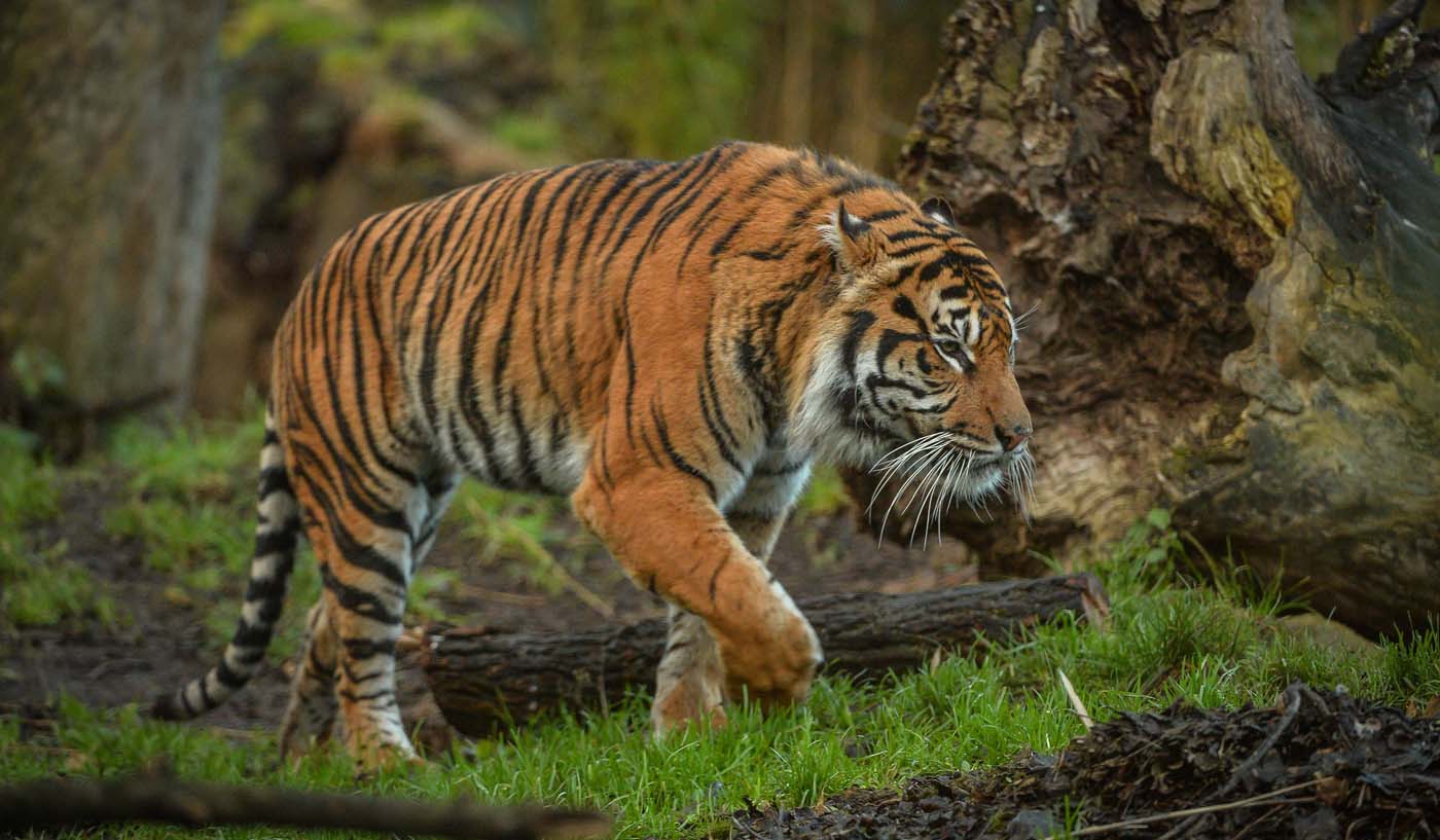 Virtual Zoo Day - Sumatran Tiger - Schools