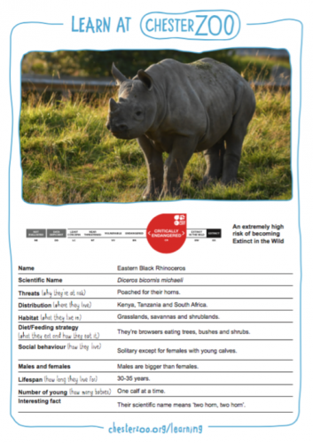 Rhinoceros Fact Sheet, Blog, Nature