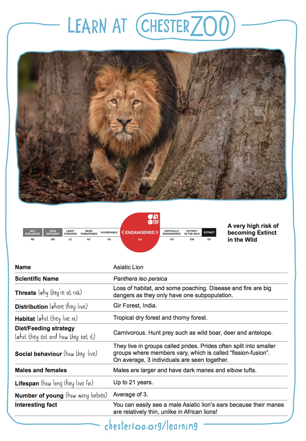 ANIMAL FACT FILE - Asiatic lion - Schools