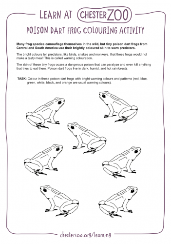 Basic Information Sheet: Poison Dart Frog - LafeberVet