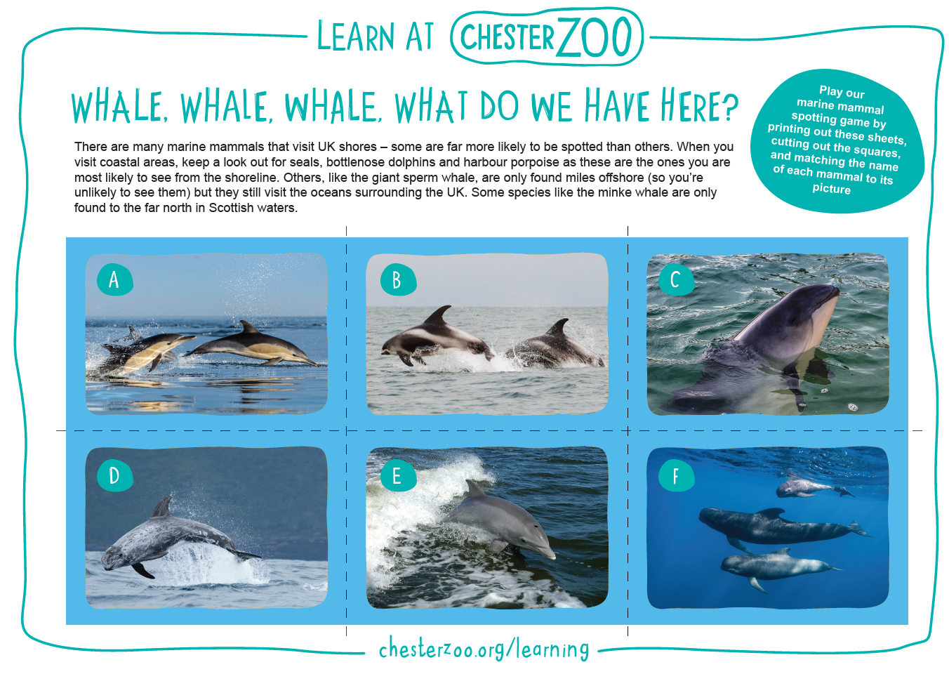 Marine mammal matching game - Schools