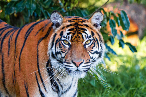 Sumatran Tiger Looking Into Camera
