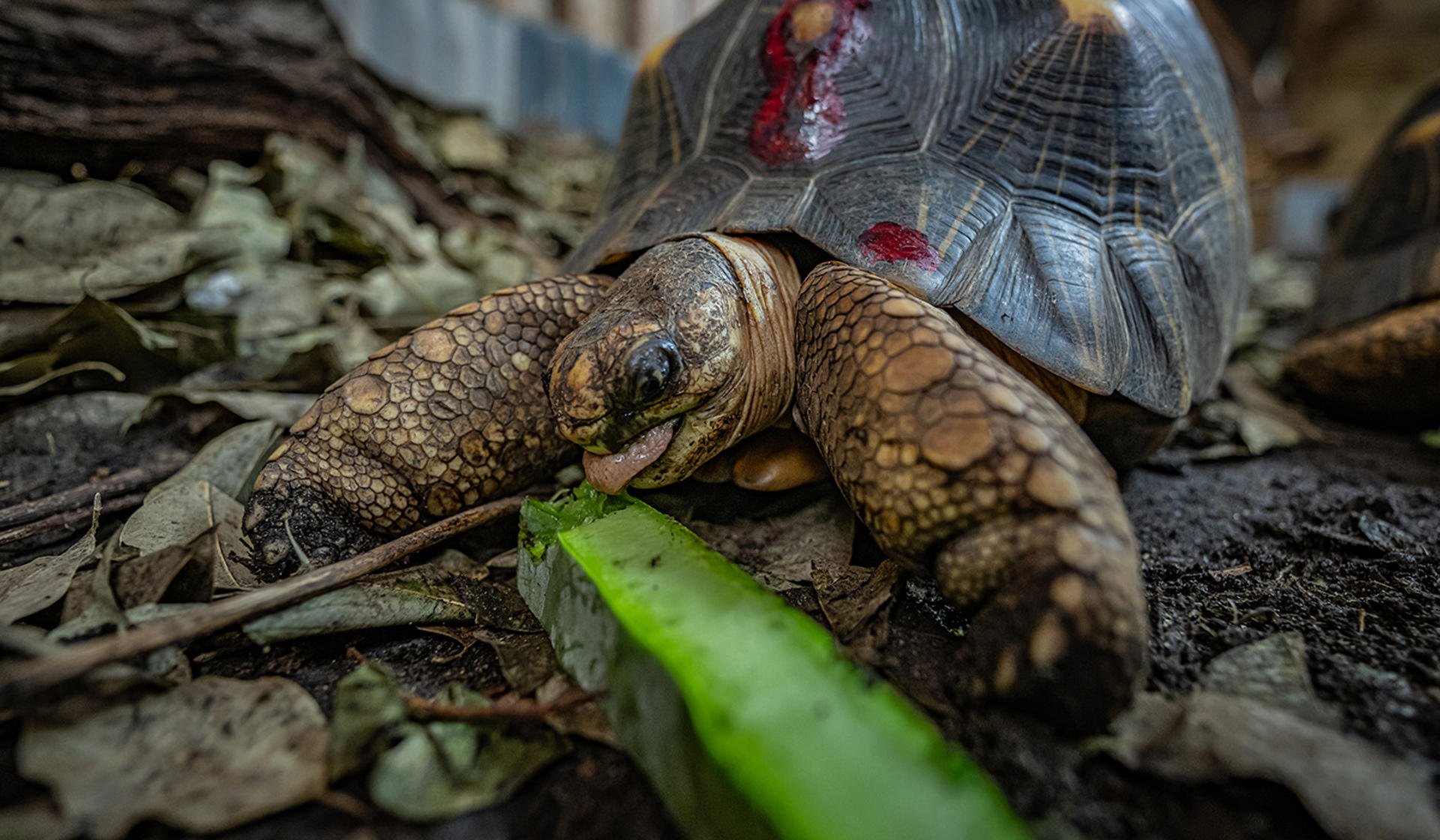 Banner Tortoise Exp