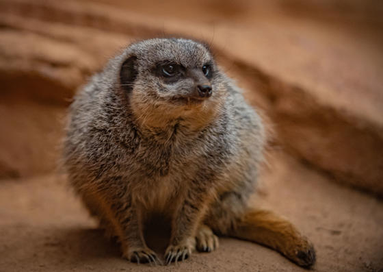 Meerkat 004