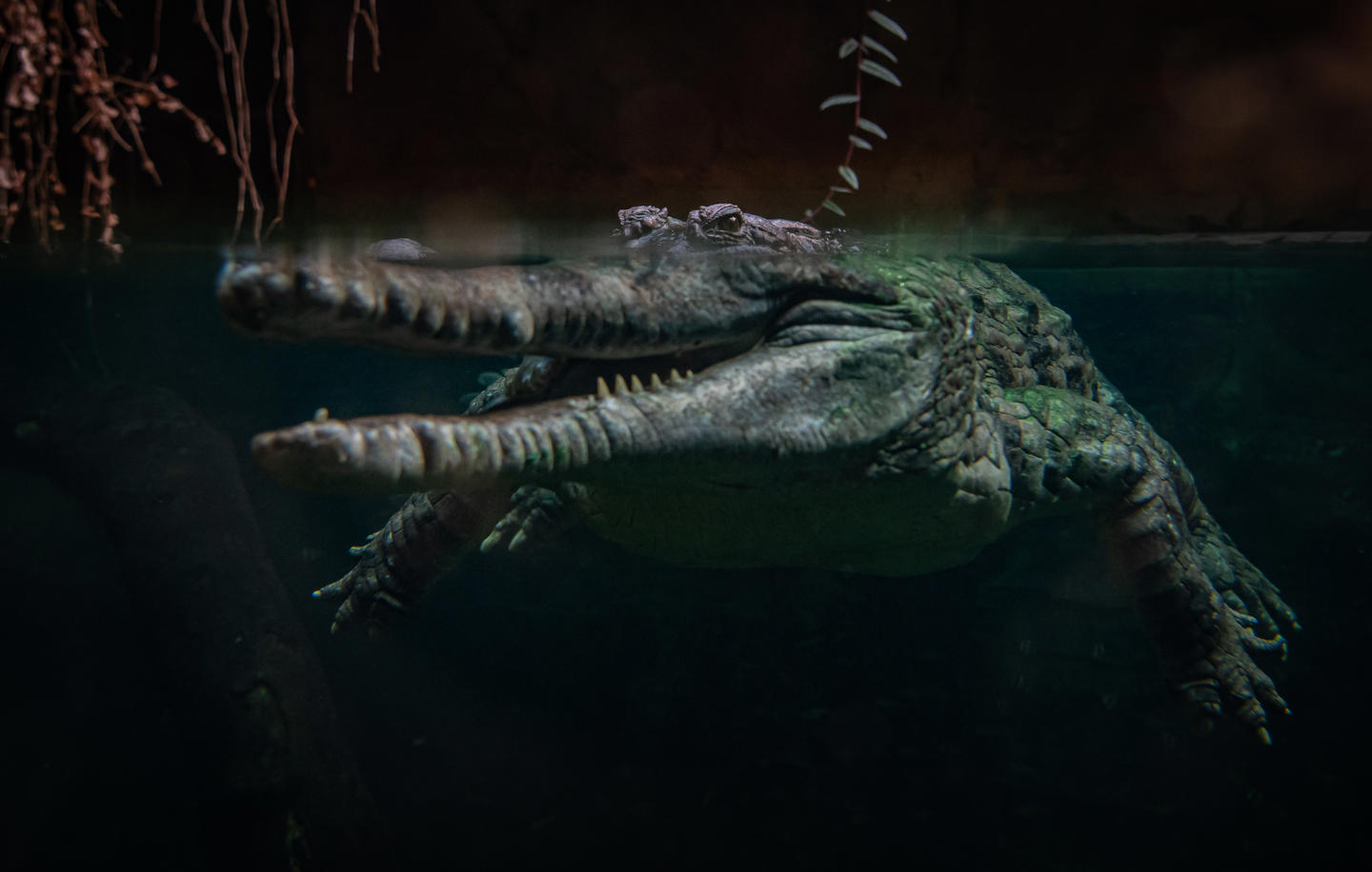 Sunda Gharial 11