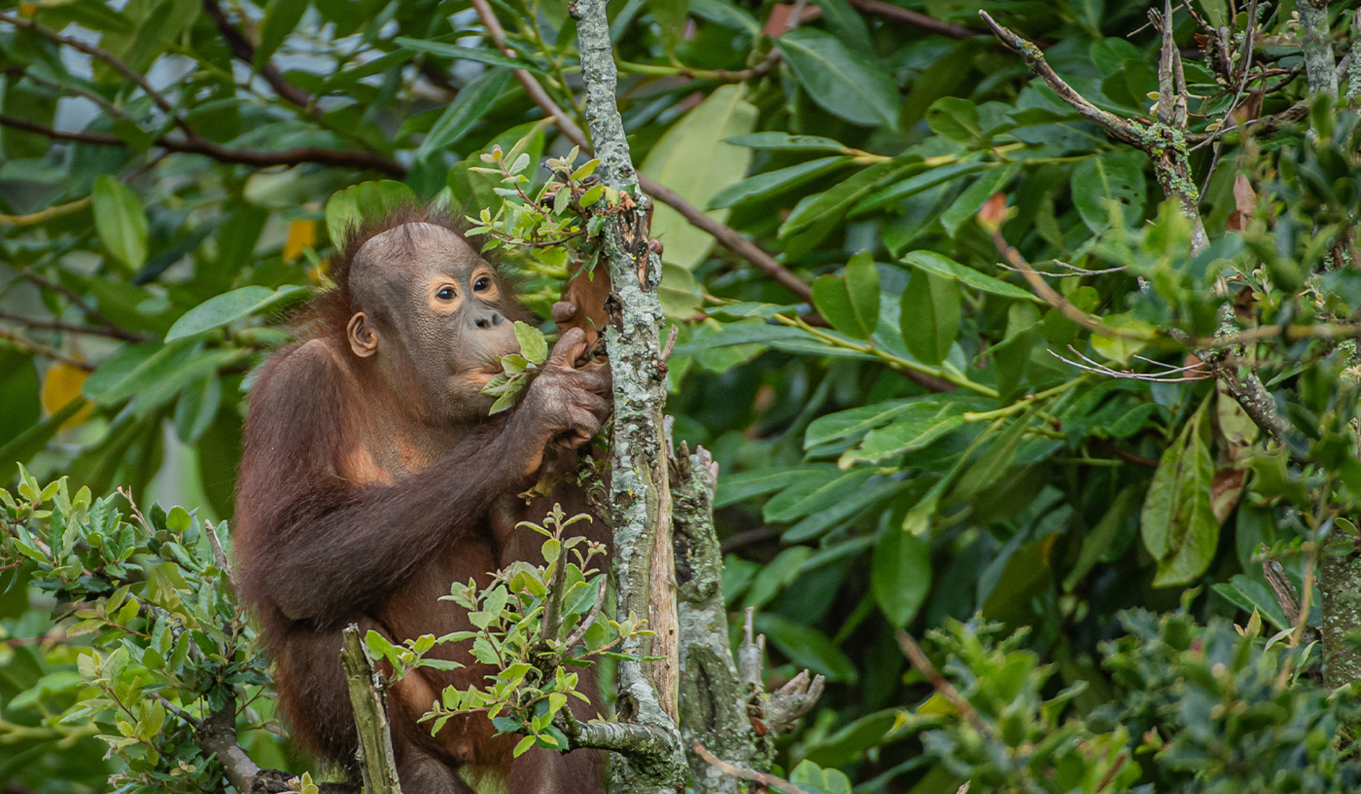 Young Orangutan In A Tree
