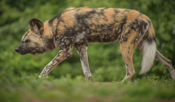 African Painted Dog 1