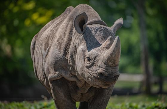 Black Rhino