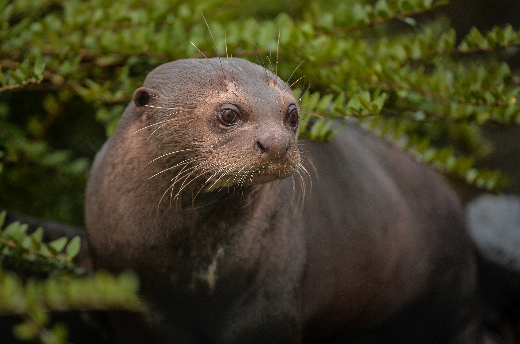 34 Endangered Giant Otter Diego Junior Arrives At Chester Zoo (32)