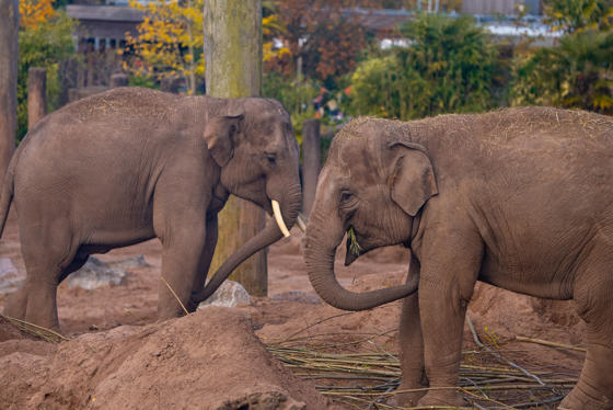 Elephant Oct 2024 (2)