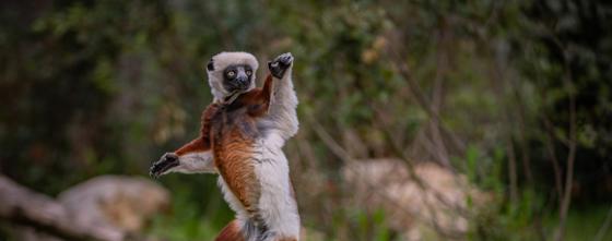 A Dancing Sifaka