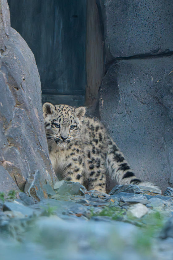 Snow Leopard Cub, Bheri, Ventures Outside For The First Time At Chester Zoo4