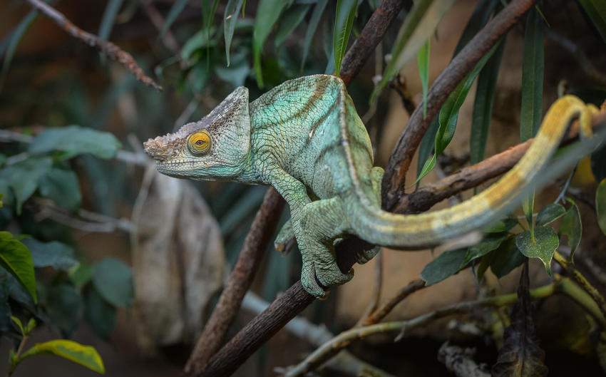 Mr Parsons The Chameleon