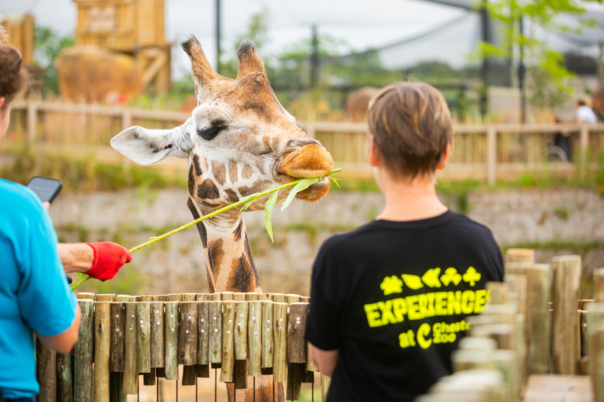 New Giraffe Experience 008