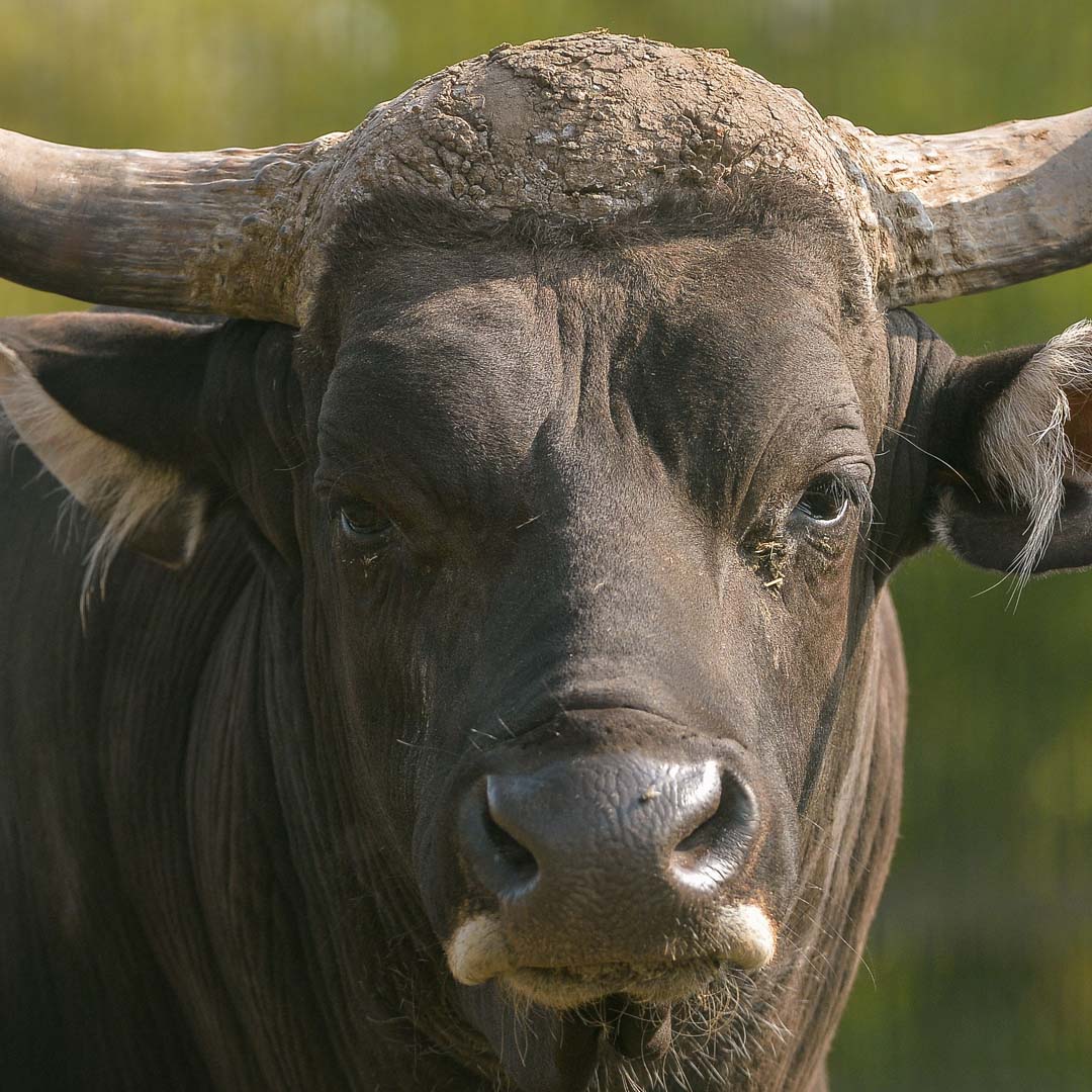 Banteng 7