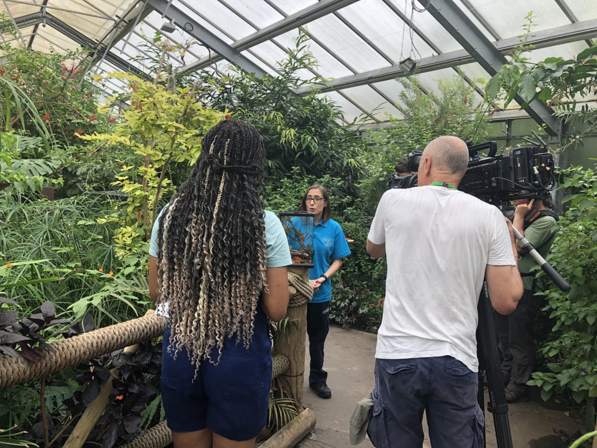 Filming Inside Butterfly House