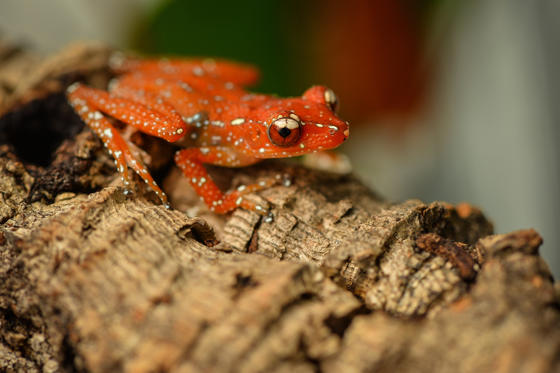 Cinammon Frog