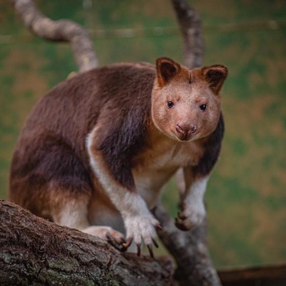 Tree Kangaroo Joey New 5
