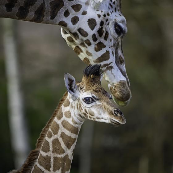 Baby Giraffe Looking Towards The Camera With Mum Close By