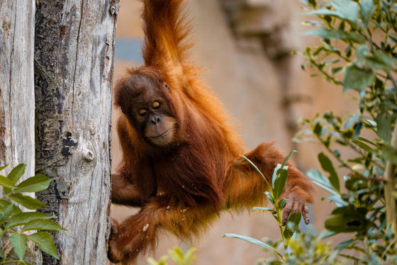 Sumatran Orangutan 2 Autumn 2024
