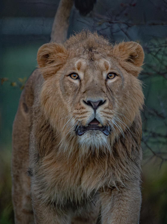 Asiatic Lion, Nilay(1)