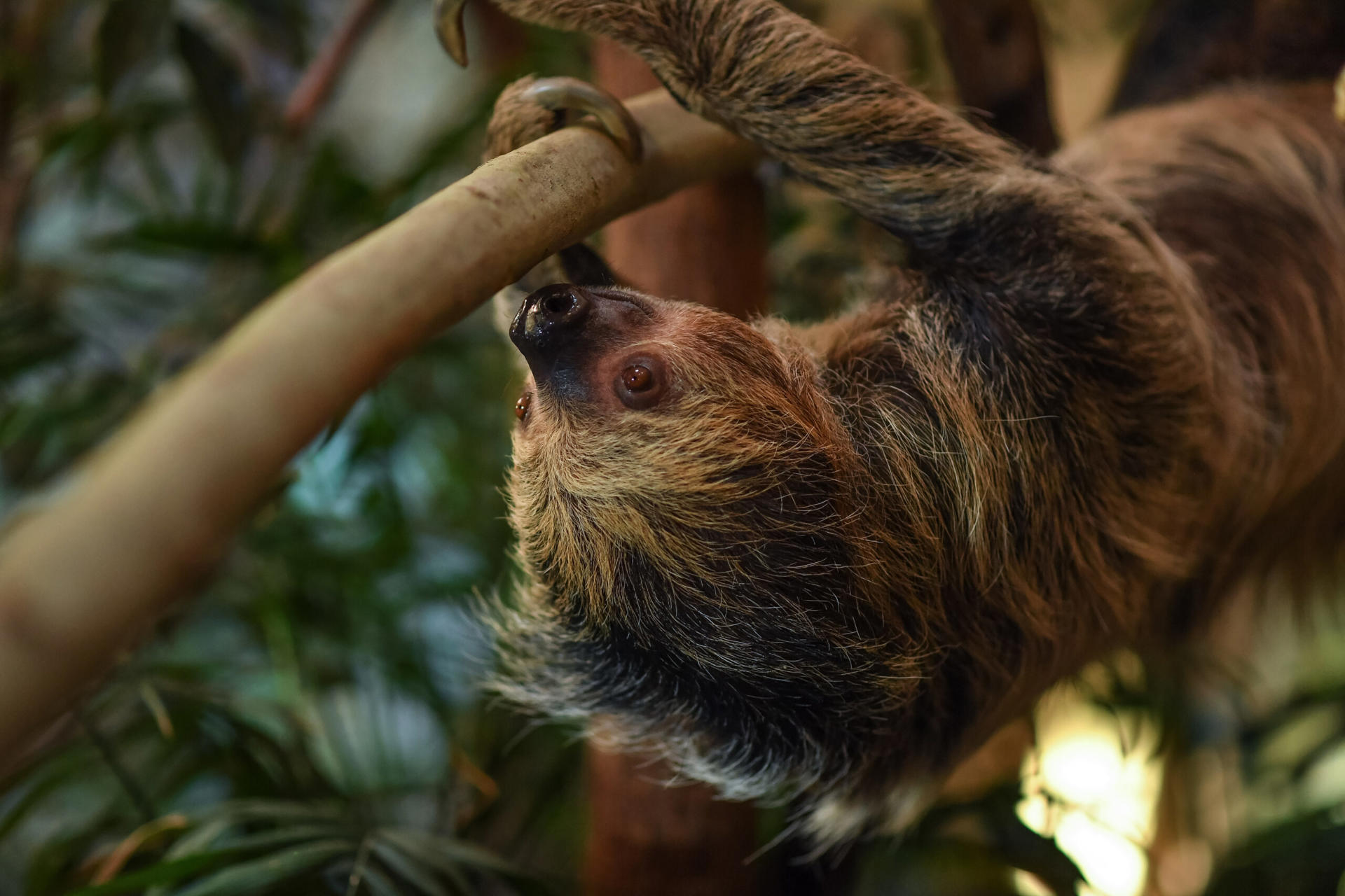Sloth Tina 9 Scaled