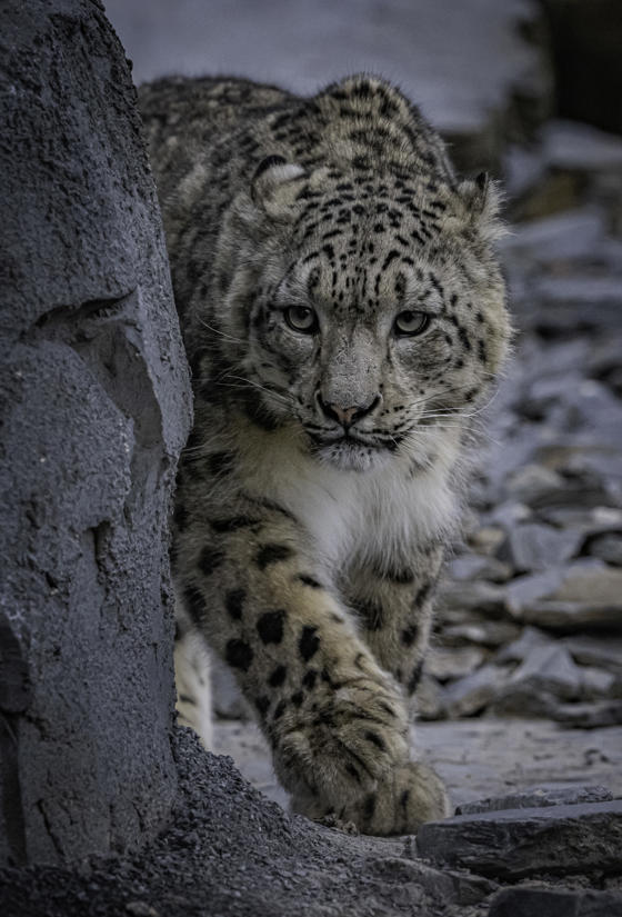 Male Snow Leopard, Yashin, Has Fathered The Cub At Chester Zoo After Arriving Last Year As Past Of The Endangered Species Breeding Programme3