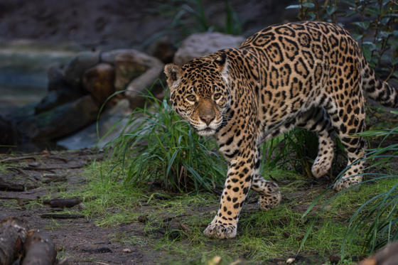 Mother And Son Jaguar Duo Bonita And Remi Explore Their New Retirement Home At Chester Zoo. Pictured Bonita5