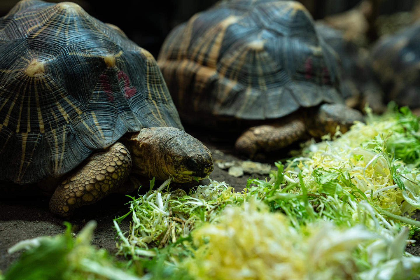Tortoise Eating Greens