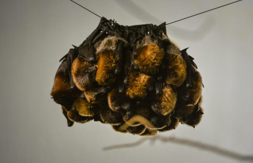 Rodrigues Fruit Bats (3)