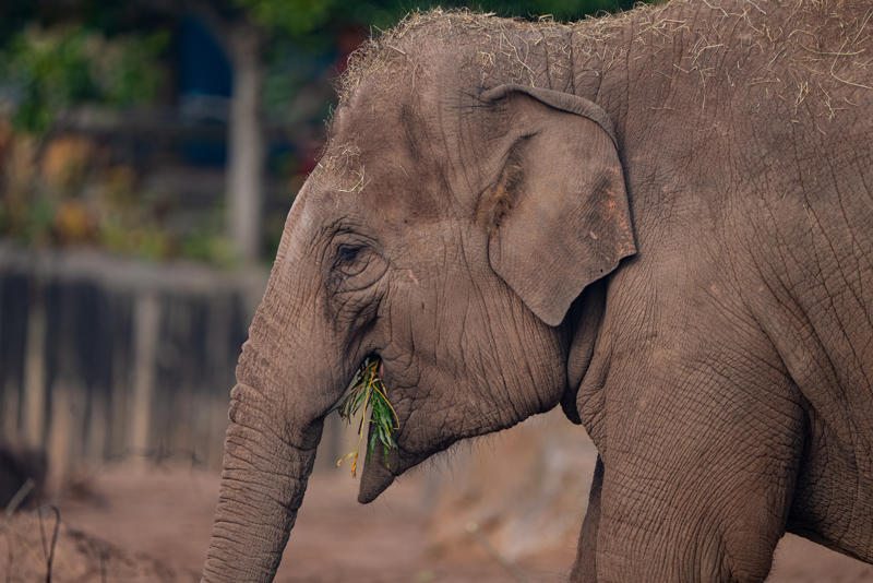 Indali Asian Elephant OCT 24