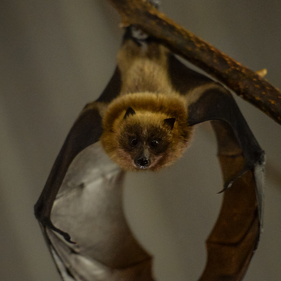 Rodrigues Fruit Bats