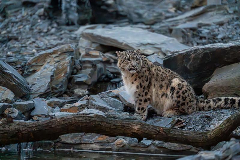 A snow leopard sits on a rocky mountainside staring off into the distance