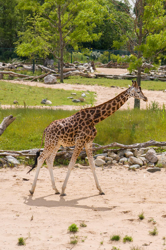 Meet Kris The Rare Giraffe On A Very Important Date5