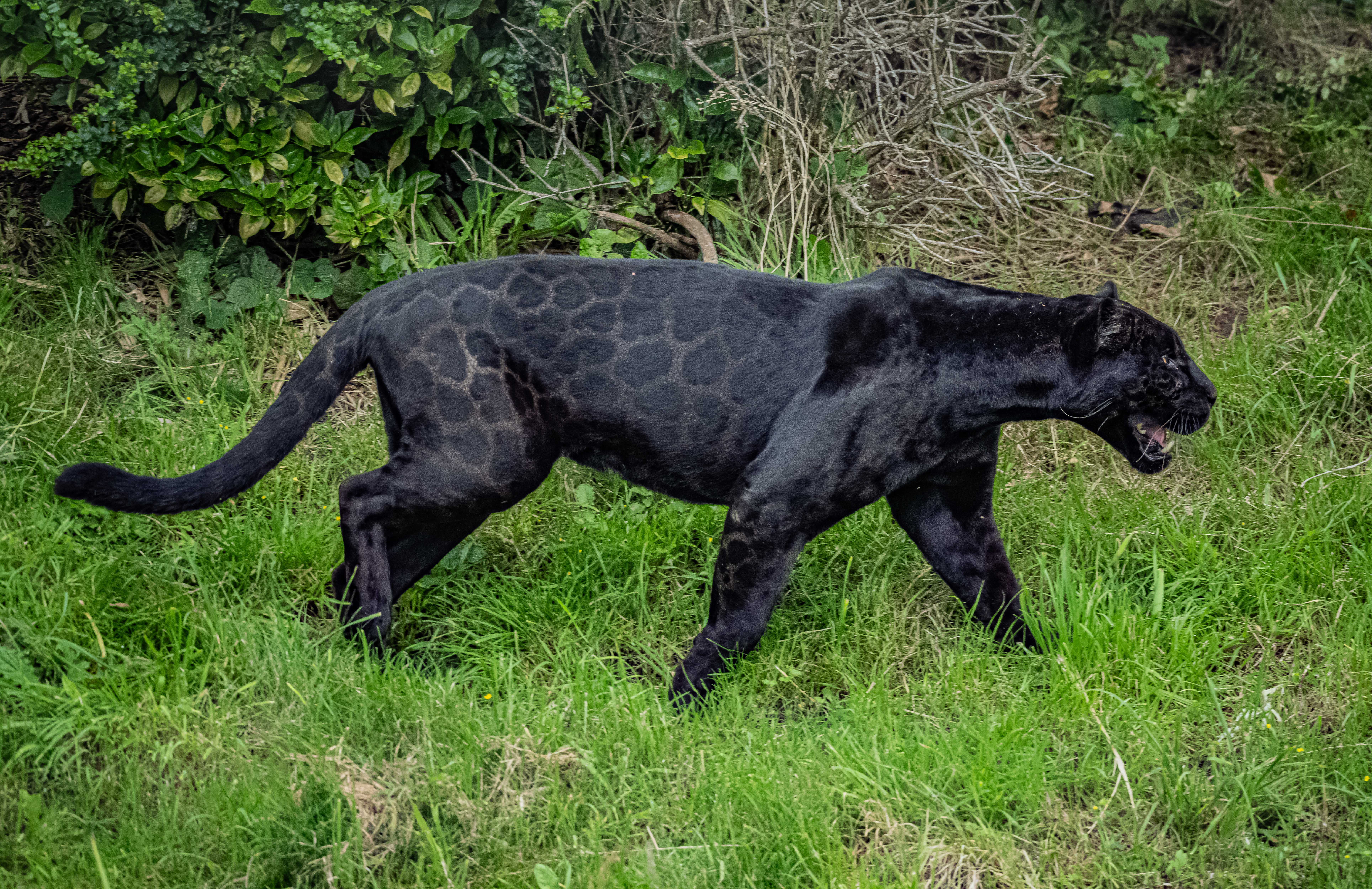 black spotted jaguar cats