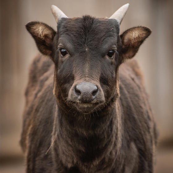 Anoa 3