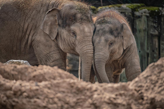 Female Calf, Indali, Was One Of The First Elephants To Recieve The Vaccine At Chester Zoo After Surviving The Disease In 2019 (1)