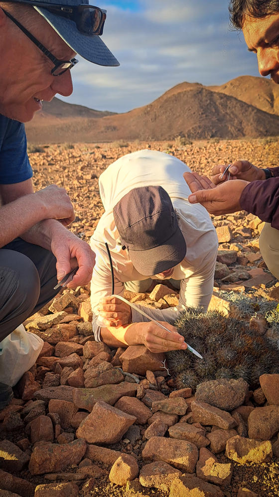 Photo shows conservationists leaning over a cactus in a rocky landscape, removing seeds with tweezers