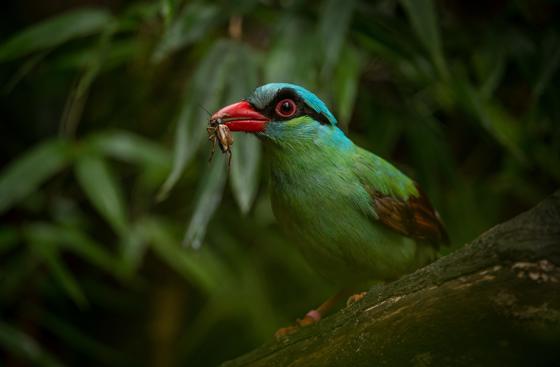 Javan Green Magpie Eating A Bug